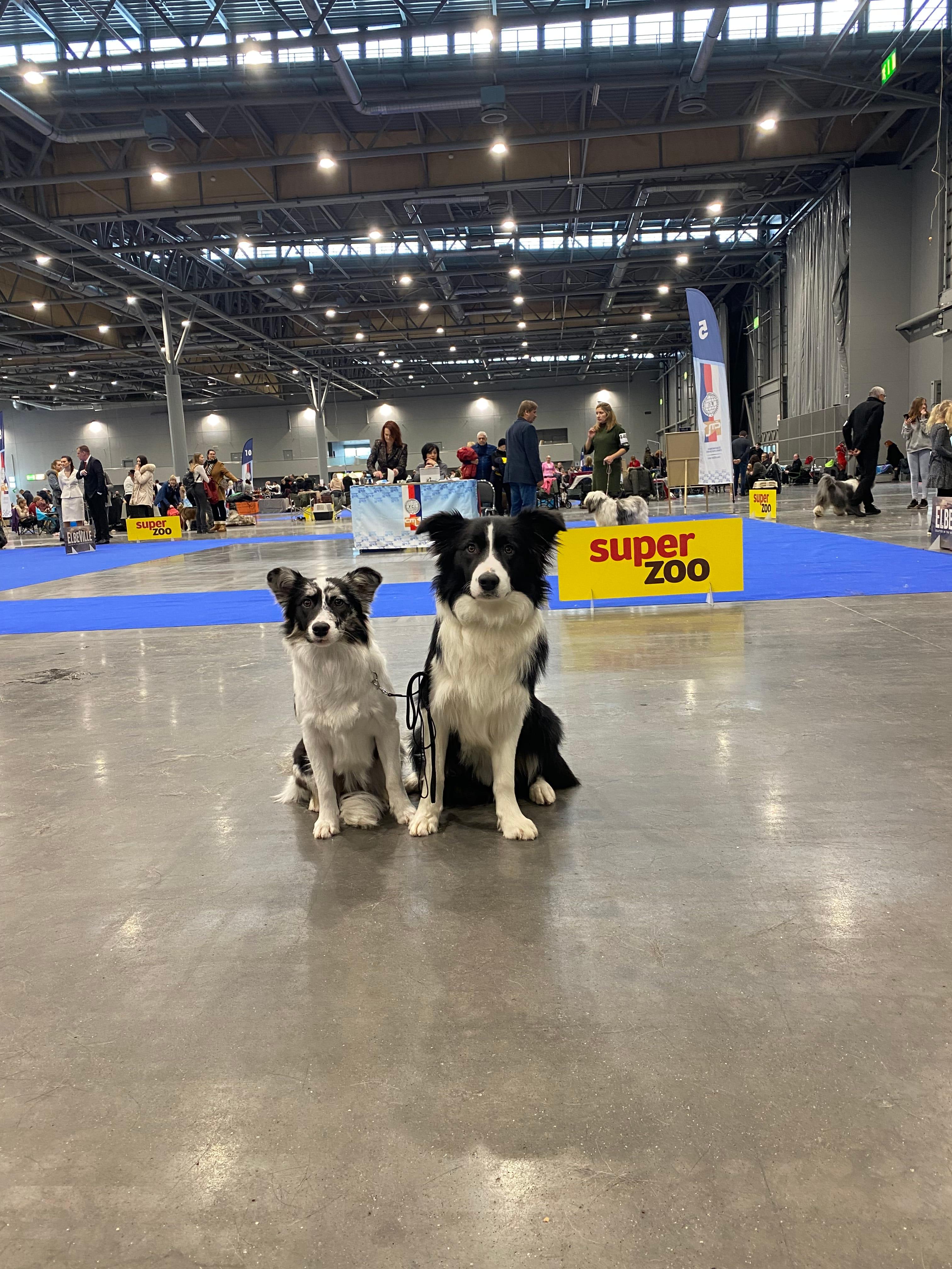 Instagram příspěvek 1 - HoneyRiver BC border collie