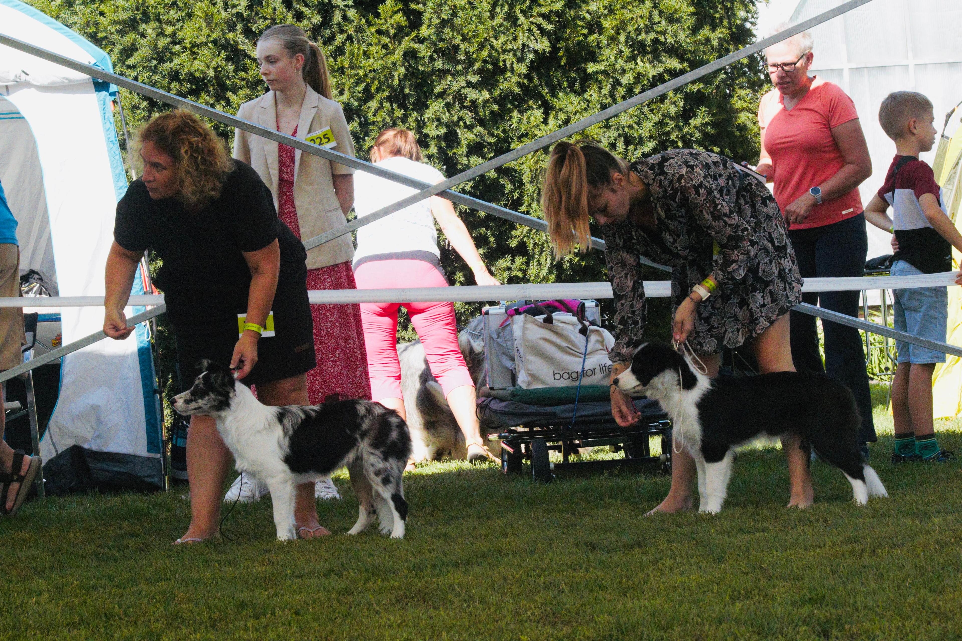 Instagram příspěvek 10 - HoneyRiver BC border collie