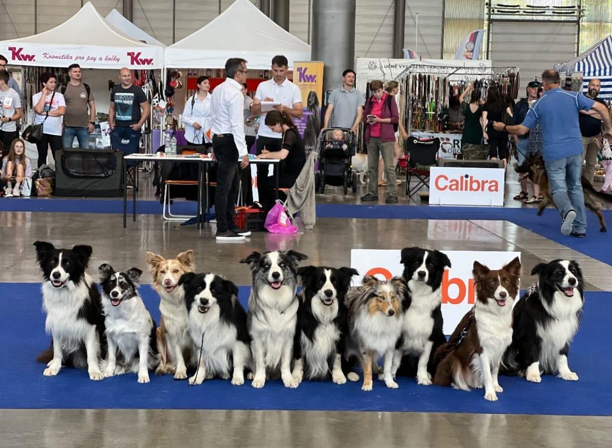 Instagram příspěvek 11 - HoneyRiver BC border collie