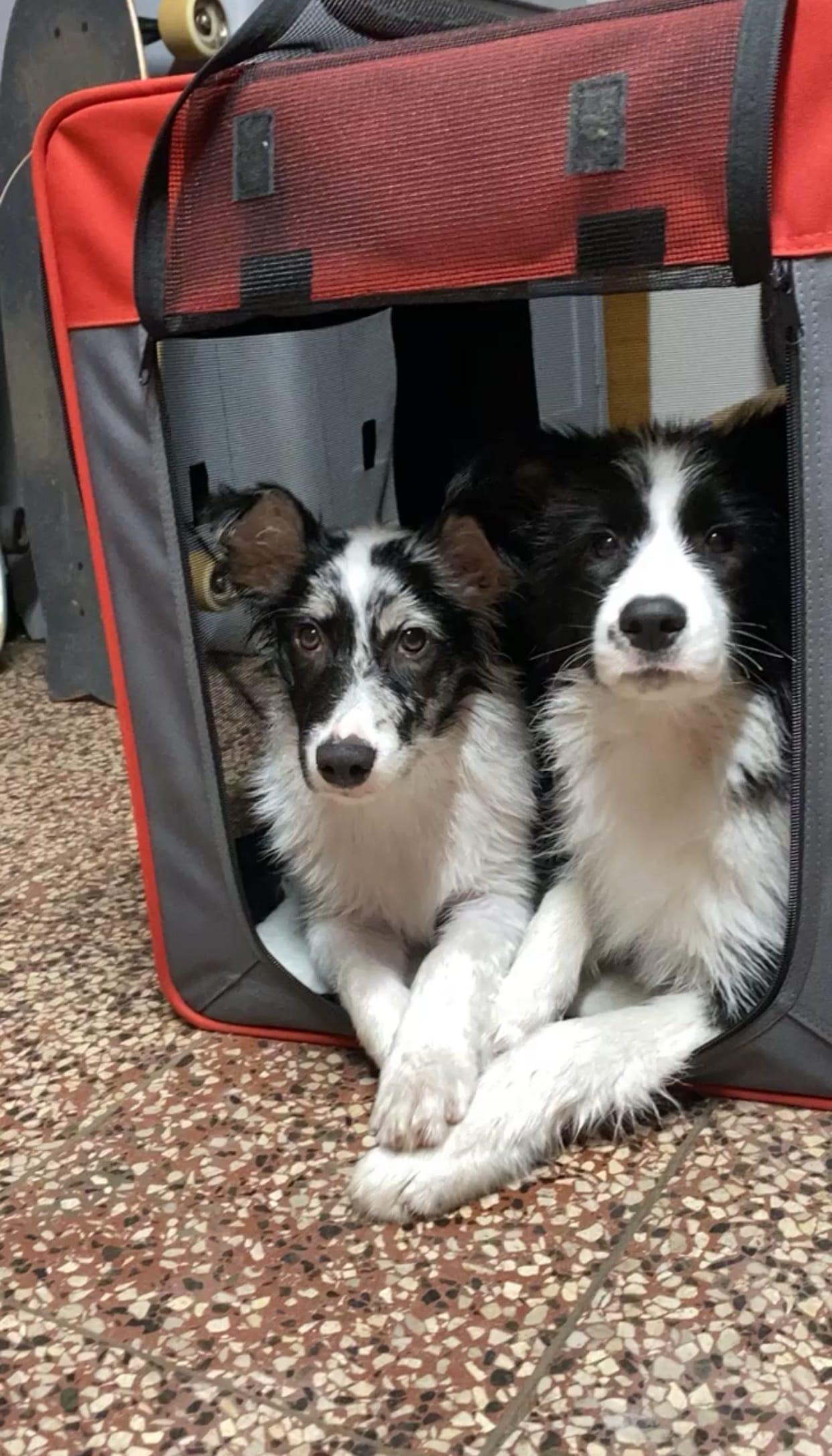 Instagram příspěvek 19 - HoneyRiver BC border collie