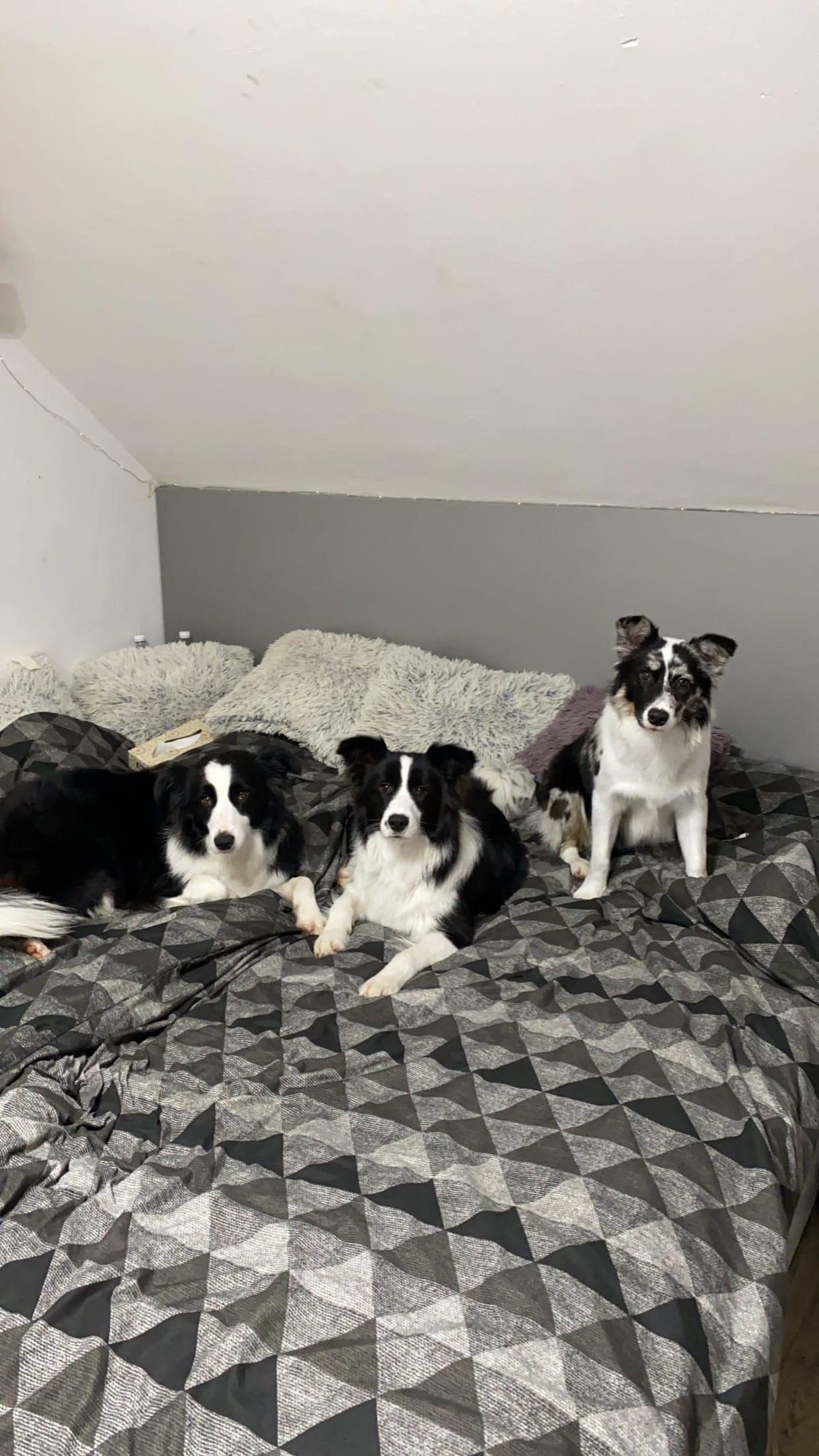 Instagram příspěvek 2 - HoneyRiver BC border collie