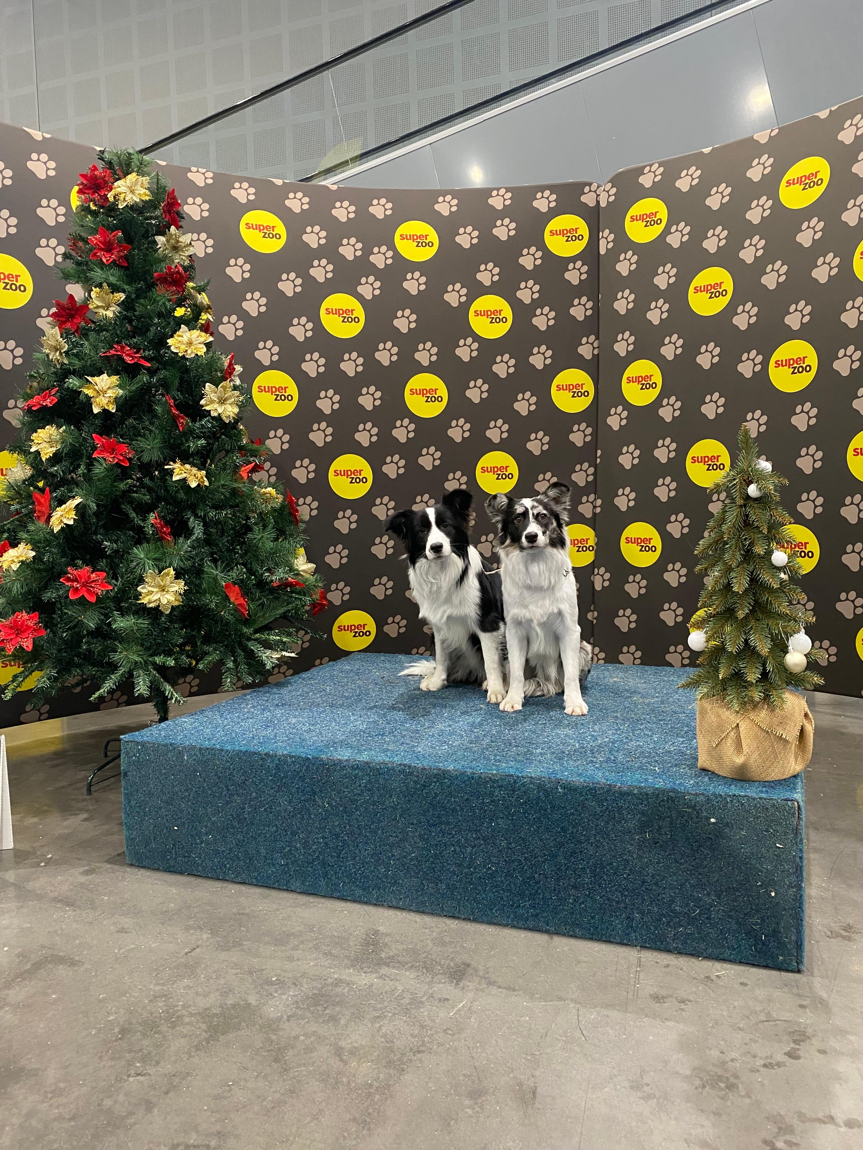 Instagram příspěvek 20 - HoneyRiver BC border collie