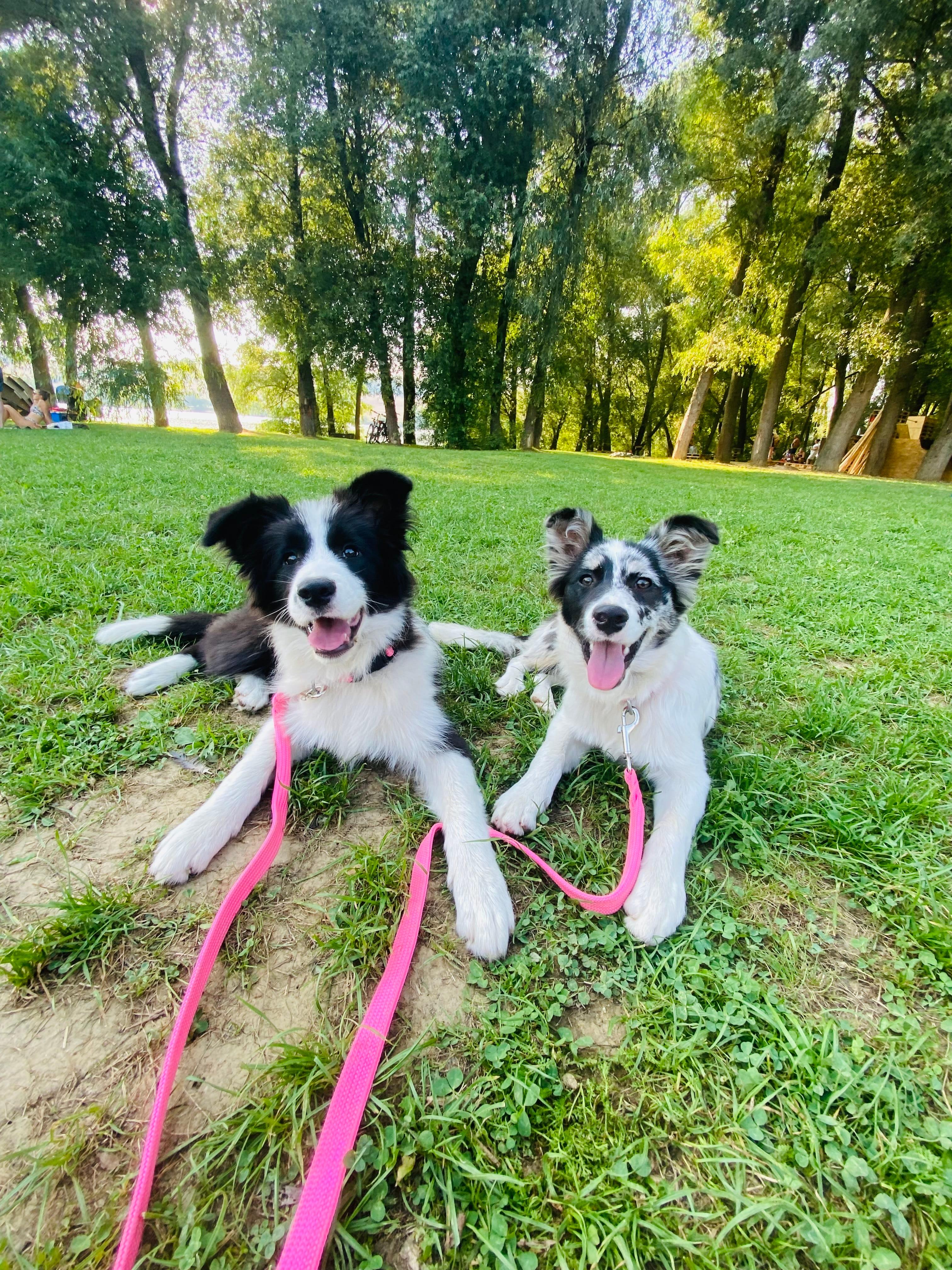 Instagram příspěvek 22 - HoneyRiver BC border collie