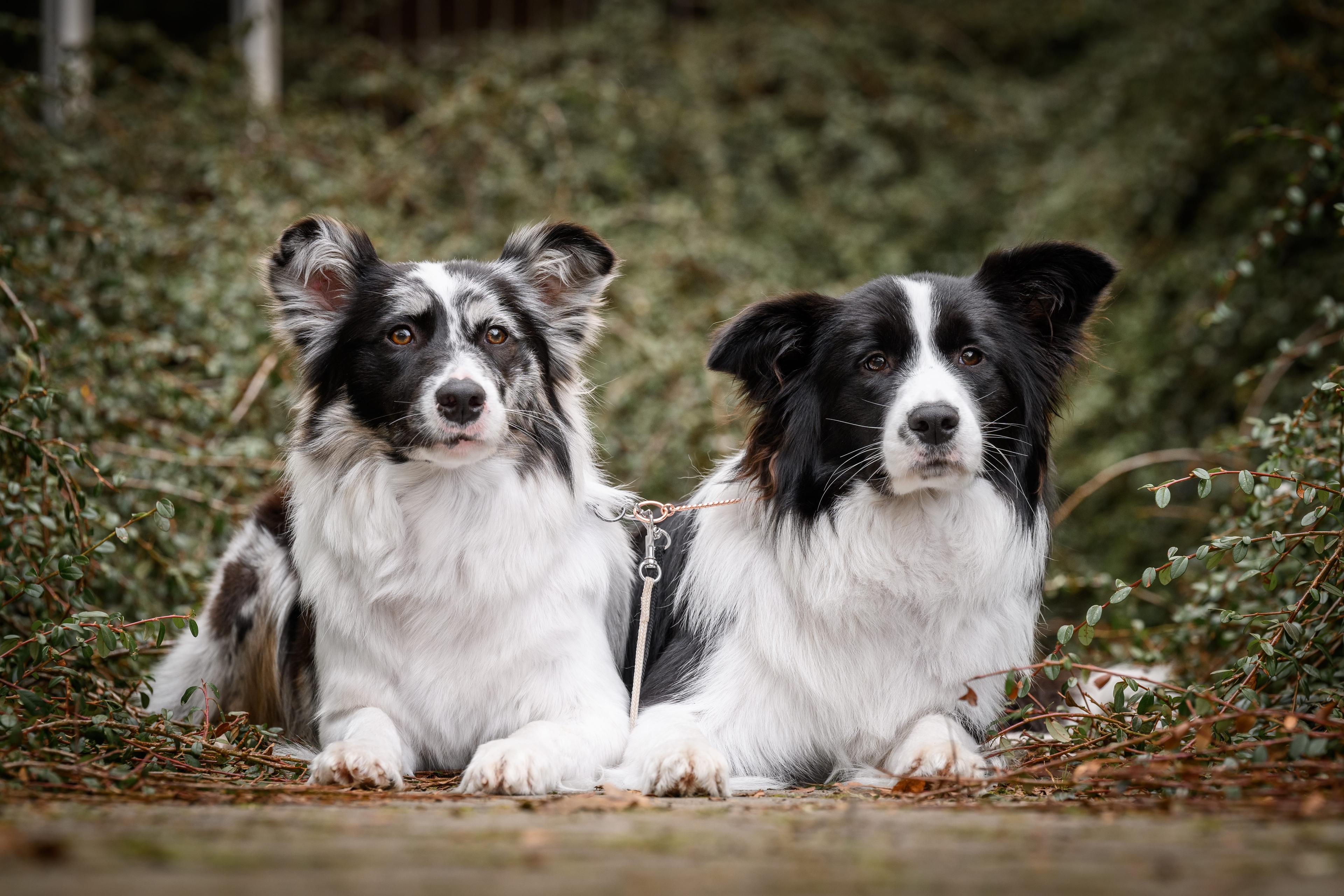 Instagram příspěvek 24 - HoneyRiver BC border collie
