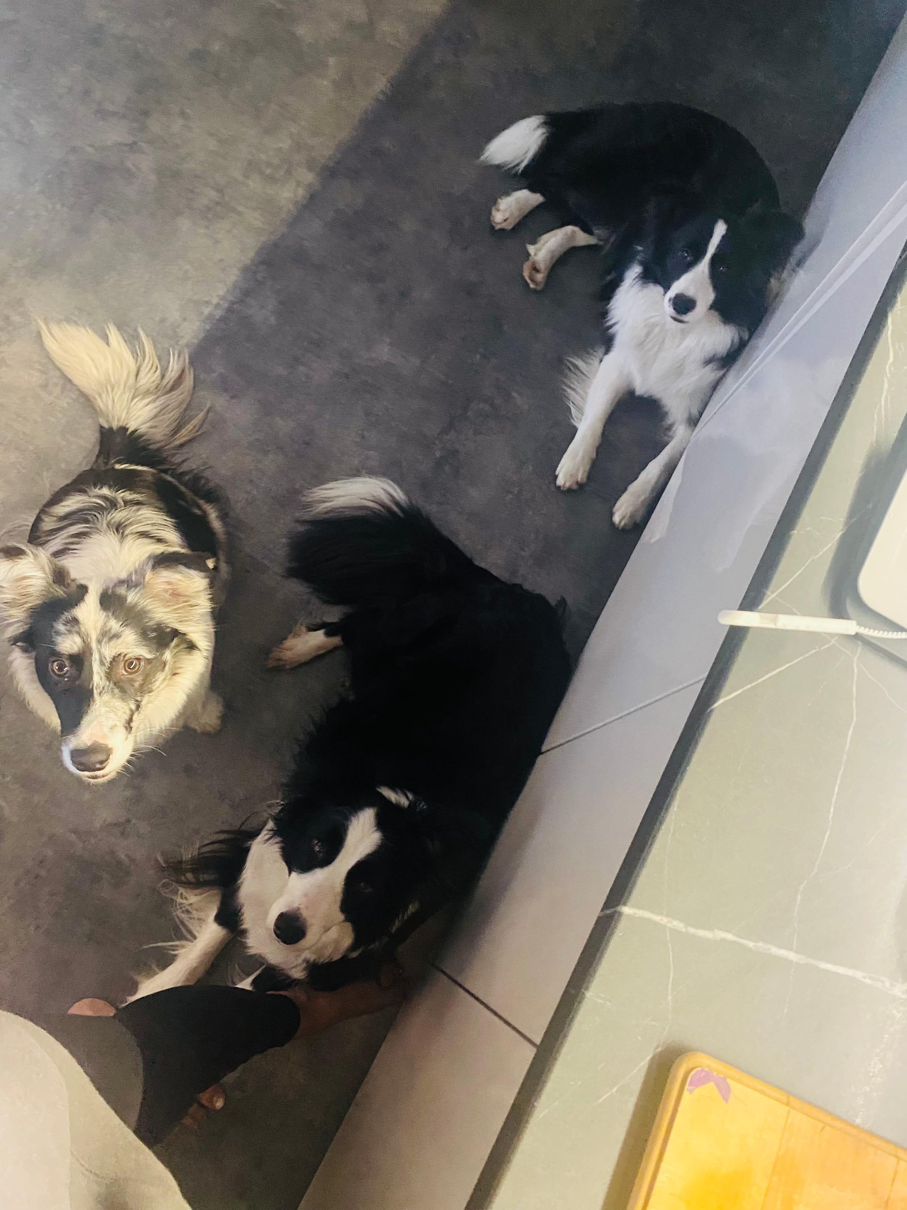 Instagram příspěvek 3 - HoneyRiver BC border collie