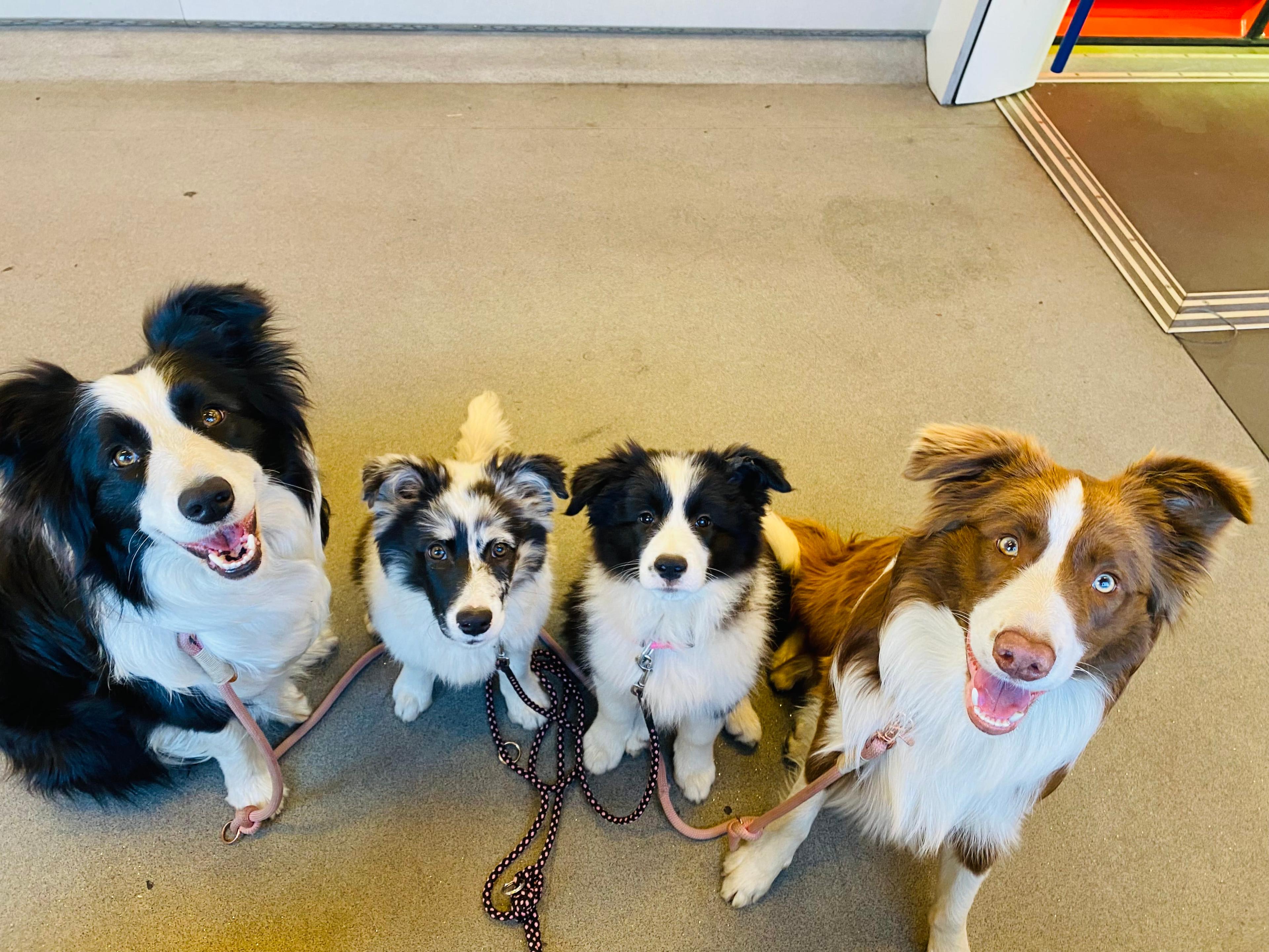 Instagram příspěvek 4 - HoneyRiver BC border collie