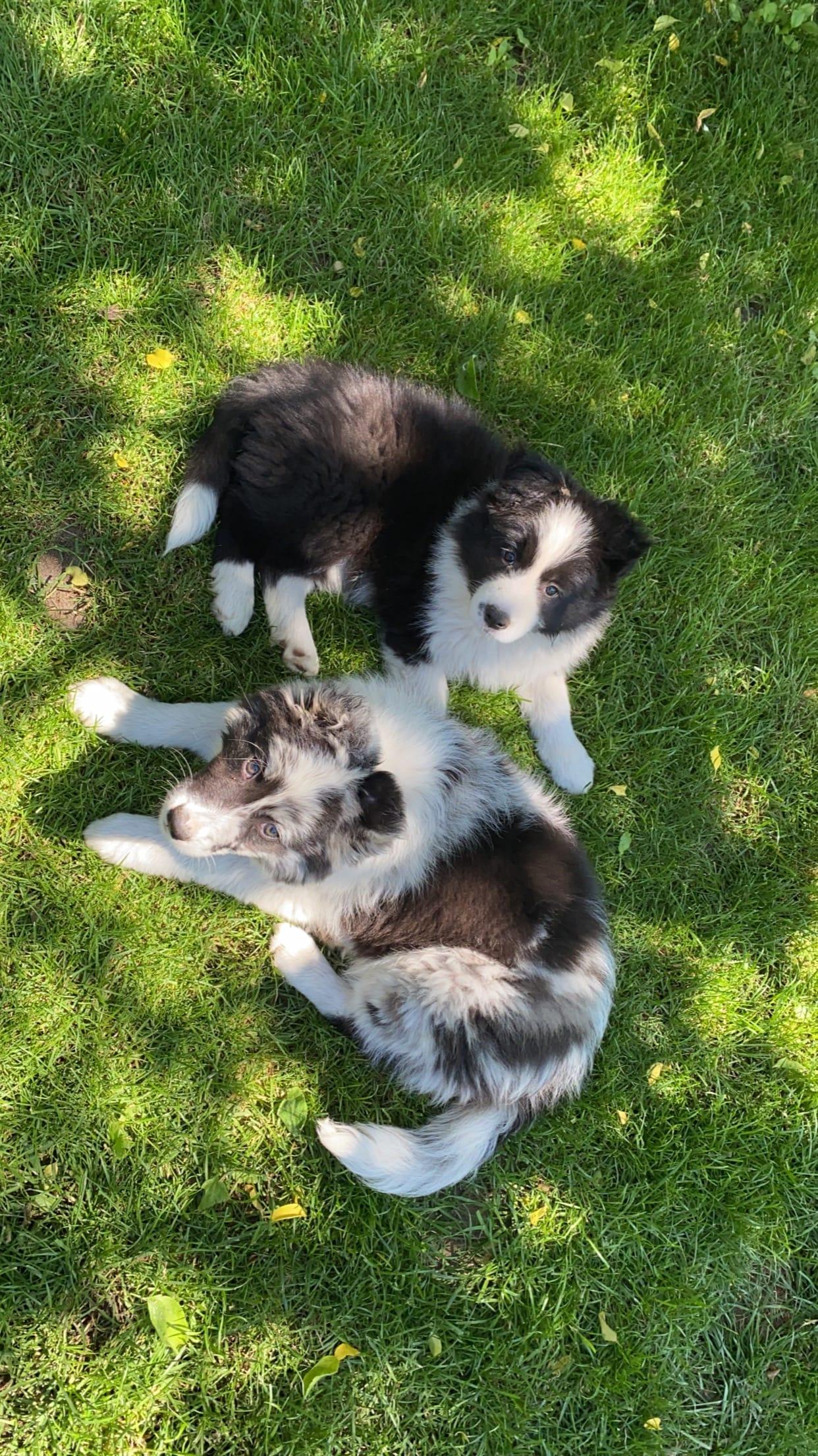 Instagram příspěvek 9 - HoneyRiver BC border collie